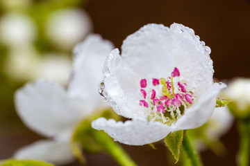 雨中的梨花