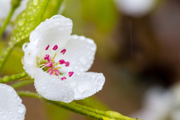 雨中的梨花