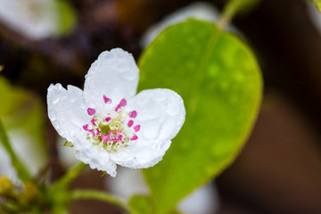 雨中的梨花