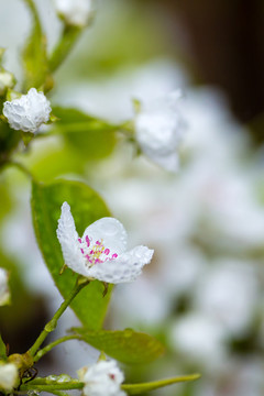 雨中的梨花