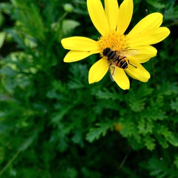 野花与蜜蜂