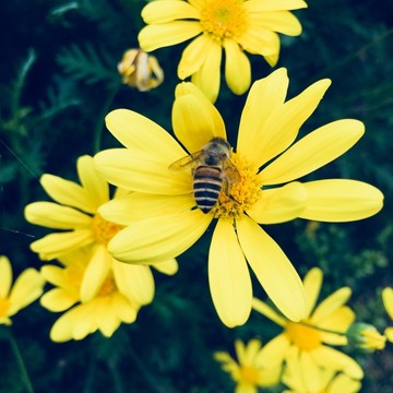 野花与蜜蜂