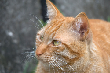 黄猫 脸部特写