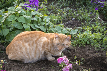 小猫 花园