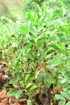 农家菜地 胡豆 新鲜豆荚