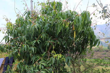 大榕树 温泉 德宏 芒市风光