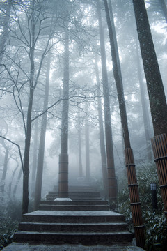 雪松 雪淞