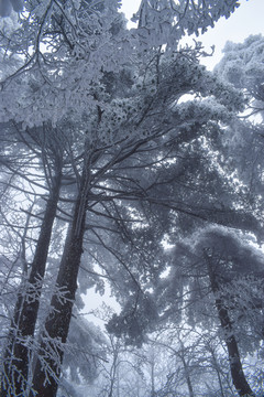 雪松 雪淞