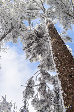 雪松 雪淞