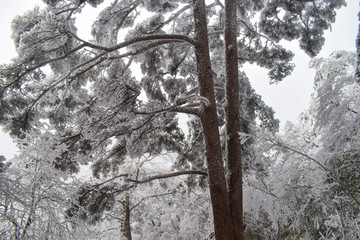 雪松 雪淞