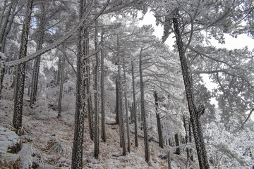 雪松 雪淞