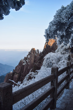 黄山雪松