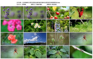植物生長野生漿果昆蟲鮮花視頻