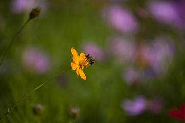 波斯菊