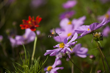 波斯菊