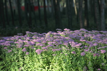 八宝景天