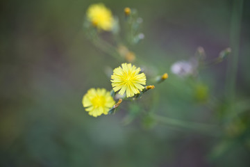 苦菜花