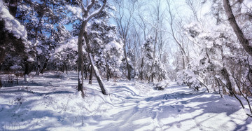 雪景