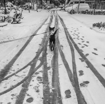 雪中小黑狗