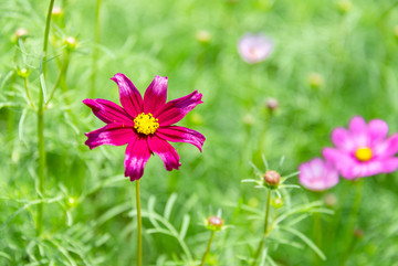 格桑花