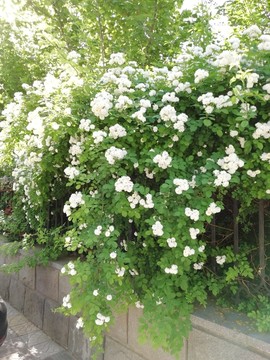 白蔷薇