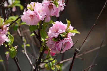 花卉 榆叶梅 榆梅 小桃红