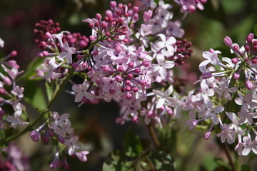 丁香花 丁香 丁香树