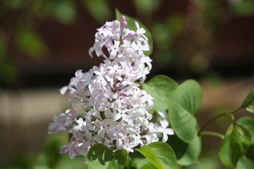 丁香花 丁香 丁香树 春天 花