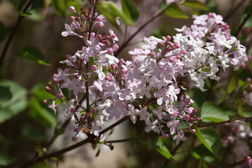 丁香花 丁香