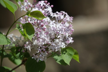 丁香花 丁香 丁香树 春天 花