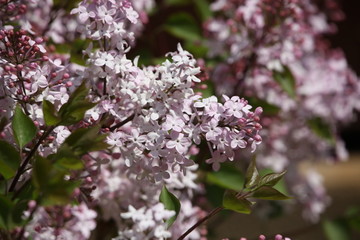 丁香花