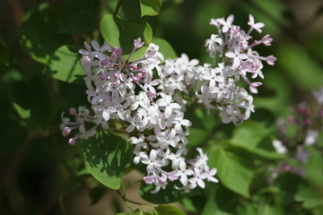 丁香花 丁香