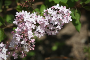 丁香花 丁香