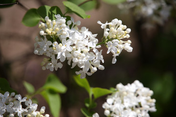 丁香花 丁香