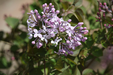 丁香花 丁香 丁香树 春天 花