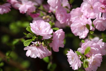 花卉 榆叶梅