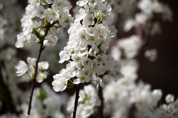 春天 花树 果树花