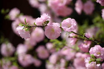 花卉 榆叶梅 榆梅 小桃红 春