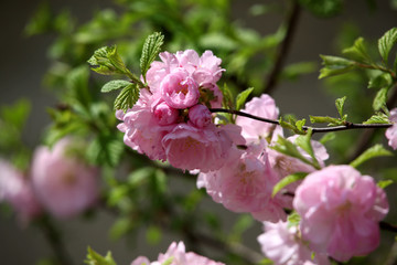 花卉
