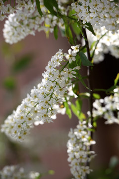 春天 花树