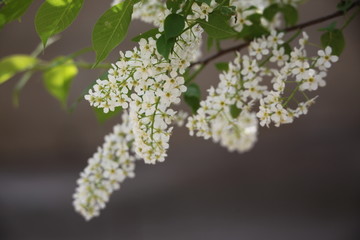 春天 花树 白色 百花