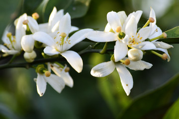 桔子花开