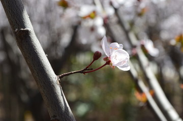 李子花