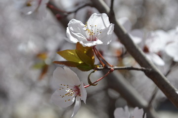 李子花