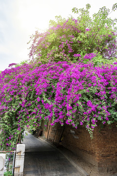 古厝花影