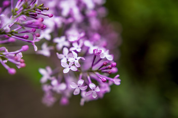 丁香花