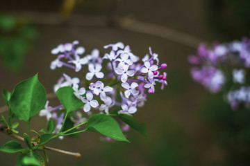 丁香花