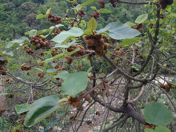 黄毛榕 老虎掌  毛棵