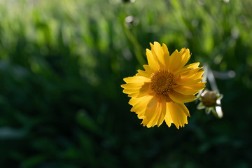 蜜蜂采蜜