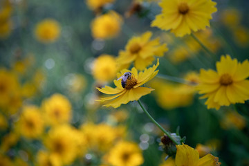 蜜蜂采蜜